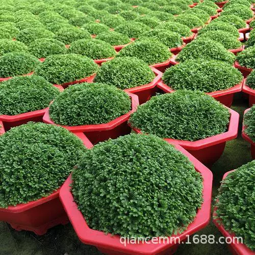 Зеленый Земля столешница зеленое растение зеленый Космос коралловый браслет вечнозеленый папоротник Изумруд зеленый земля Гидропоника Горшечное растение