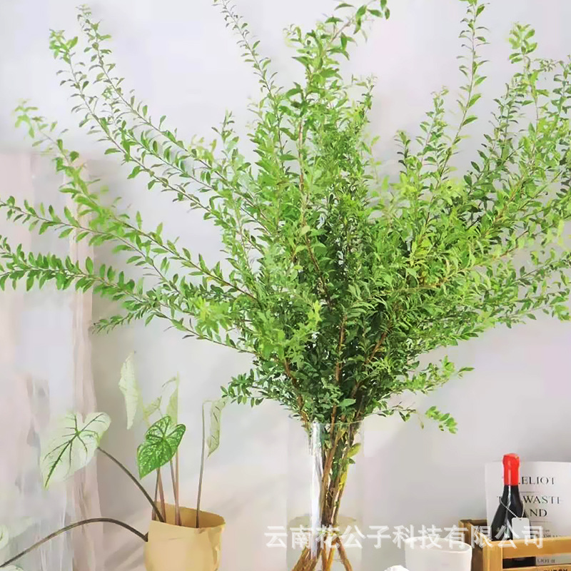 云南呈贡雪柳叶小手球叶九星叶家庭瓶插花束配草配叶 斗南基地批-阿里巴巴