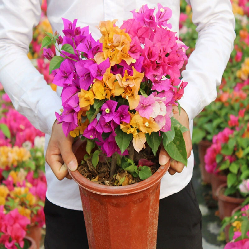 Bougainvillea вьющееся растение с цветами в горшке Бразилия Ангус Калифорния желтый двойной лепесток старый ворс двор Four Seasons цветение