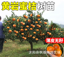 正宗黄岩蜜桔树苗嫁接桔子树苗涌泉蜜橘子树苗南北方种植当年结果