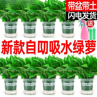 �Gֲ�������Ժ��B���G�}�����҃ȳ���ȩ�����՚�ˮ��ֲ����]