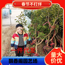 һl÷玧޽Ӗ|÷ش󰫻ԵϷY