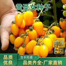 黄色圣女果种子超甜小番茄樱桃番茄籽四季阳台盆栽农家菜园批发