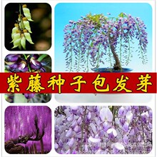 ²ٷNٻNձ໨ٷN}N^pֲ