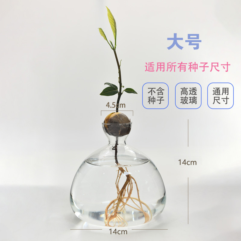 Jarrón hidropónico de aguacate japonés, plantación de semillas de hueso de aguacate, recipiente de cultivo, jarrón especial, jardinería