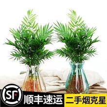 水培植物袖珍椰子盆栽客厅室内富贵椰子懒人植物花卉好养净化空气