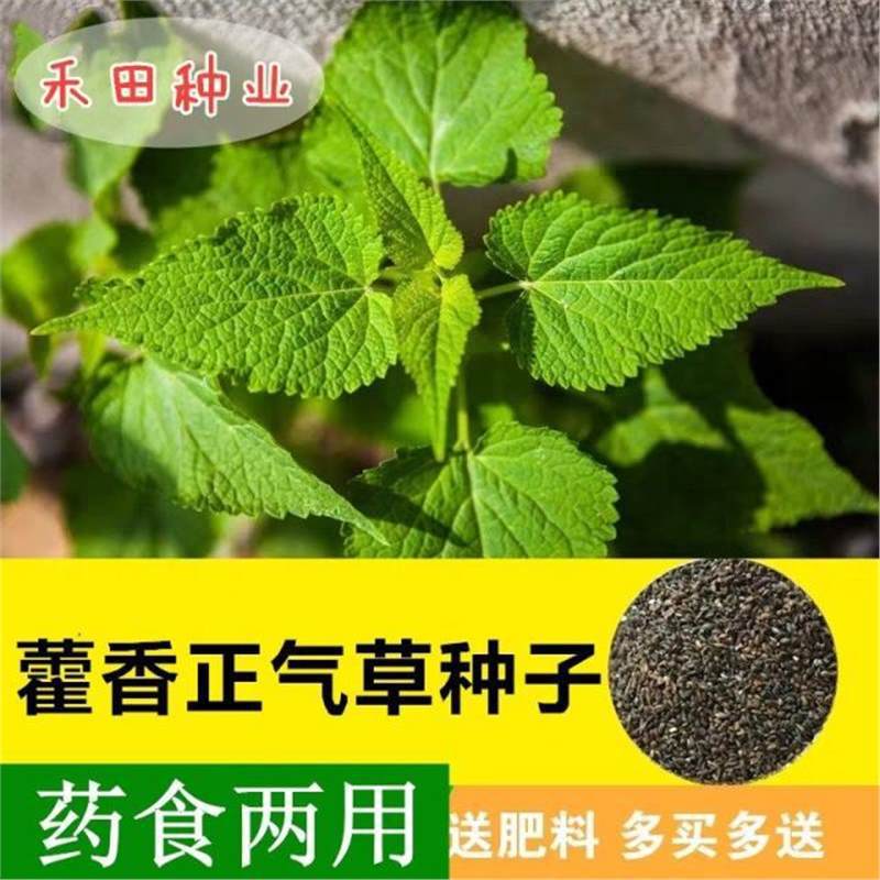解暑藿香草种子 霍香正气香草种子 五香十香大茴鱼调味香草种子包