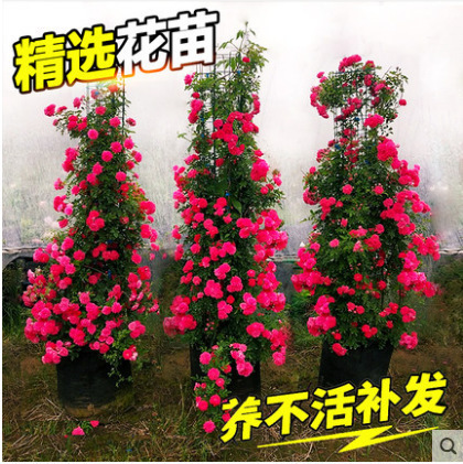 黄木香月季蔷薇红木香白木香庭院爬藤攀援植物盆栽好养耐冻