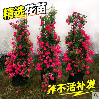 Желтое Дерево Ароматная Роза Красная Древесина Ароматное Белое Дерево Ароматное Садовое Восхождение Виноградное Растение В Горшках Хорошее Сельское Хозяйство и Допуск Замерзания