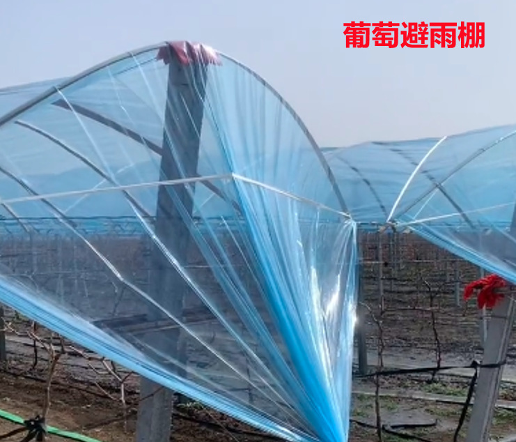 葡萄避雨棚1