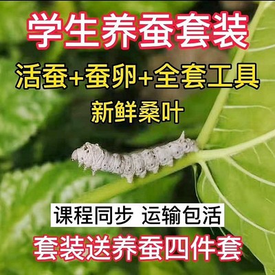 student Sericulture baby suit Colorful Silkworm eggs fresh Mulberry tool science curriculum synchronization Watkins