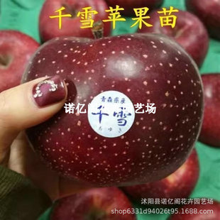 �޽�ǧѩ�O������߶��ձ������O�����Ϸ������N����Y���������