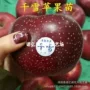 北方南方嫁接苹果苹果苗