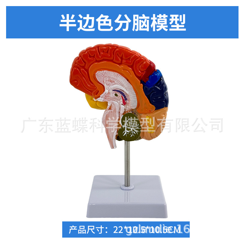 ��ѧ������ģ���Է������ܷ�����Ƥ�ʱ걾��ɫ��ģ�ʹ���Ƥ��̾�