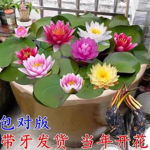 Large Water Lily Root Tuber with Buds Hydroponic Plant Four-Season Bowl Lotus Seeds Lotus Potted Pond Fish Tank Water Culture Florals