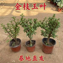 批发基地金枝玉叶多年生树老桩盆栽 进化空气 玉树小苗南北方种植