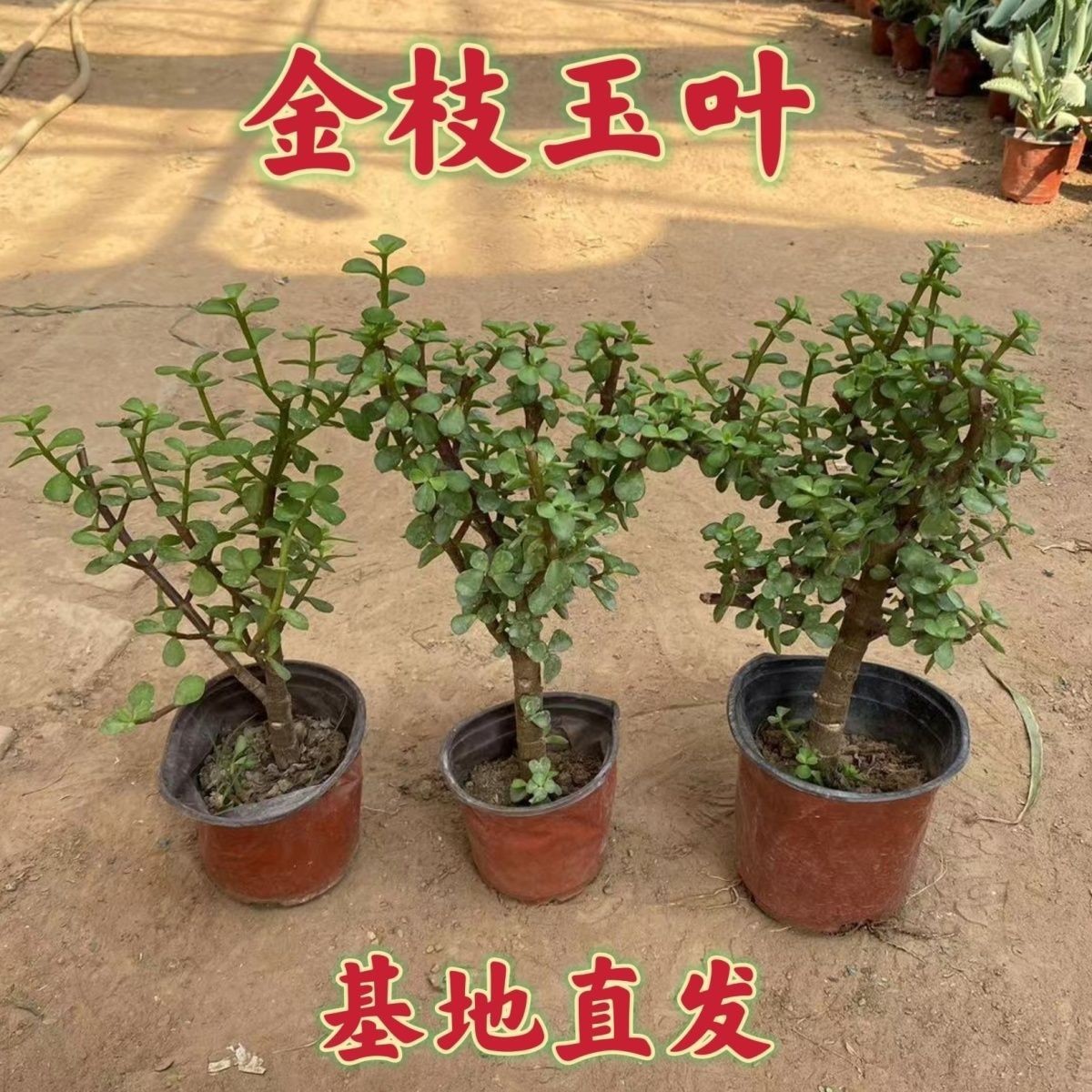 批发基地金枝玉叶多年生树老桩盆栽 进化空气 玉树小苗南北方种植