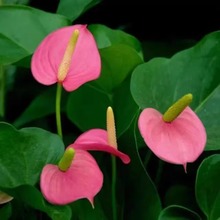 tƷNӷưƷNֲN̨ԾGֲܷN^prֵ