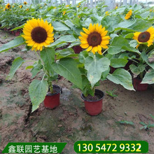 向日葵苗價格 向日葵苗價格批發 促銷價格 產地貨源 阿里巴巴 向日葵苗價格 向日葵苗價格批發 促銷價格 產地貨源 阿里巴巴