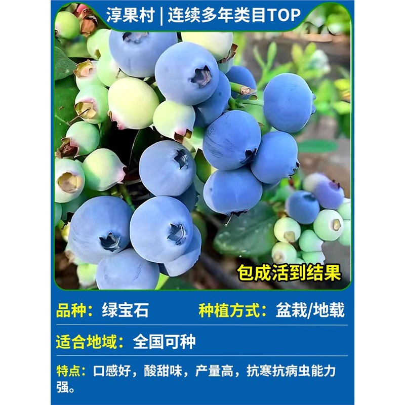 [폭발성 과일 배송 특대 모종] 에메랄드(1갤런) 높이 60-70cm(대형 모종)