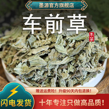 车前草中药材新鲜车前草干中草药非野生泡水喝茶干货可搭土茯苓粉