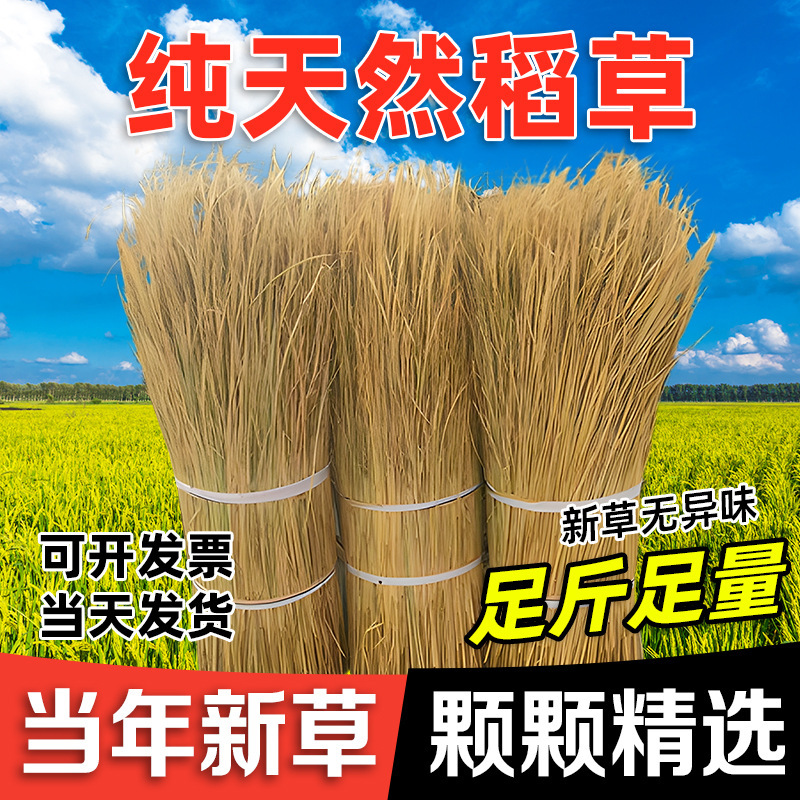 New Natural Dried Rice Straw, Straw Roof Decoration, Straw Curtain, Rice Straw Rope, Straw for Making Moldy Tofu