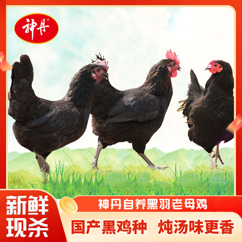 Authentic Shen Dan 500-Day Old Hen Chicken, 1.2Kg/Bird, Black-Feathered Domestic Breed, Shipped Via Sf Express Cold Chain