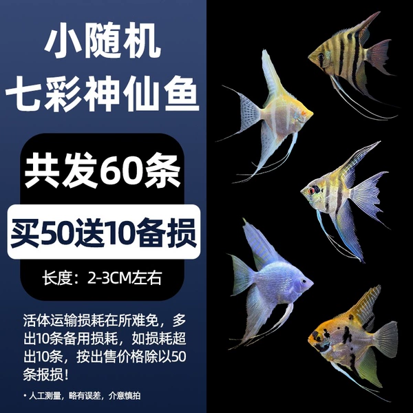 2-3cm random little fairy 50 free 10 loss prevention, a total of 60 pieces