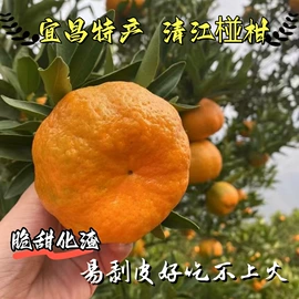 橙;柑桔;服务商品