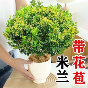 Perfume Milan Flower Potted Old Stump with Buds Green Plant Indoor and Outdoor Blooming in All Seasons Balcony Strong Fragrance Easy to Grow Saplings