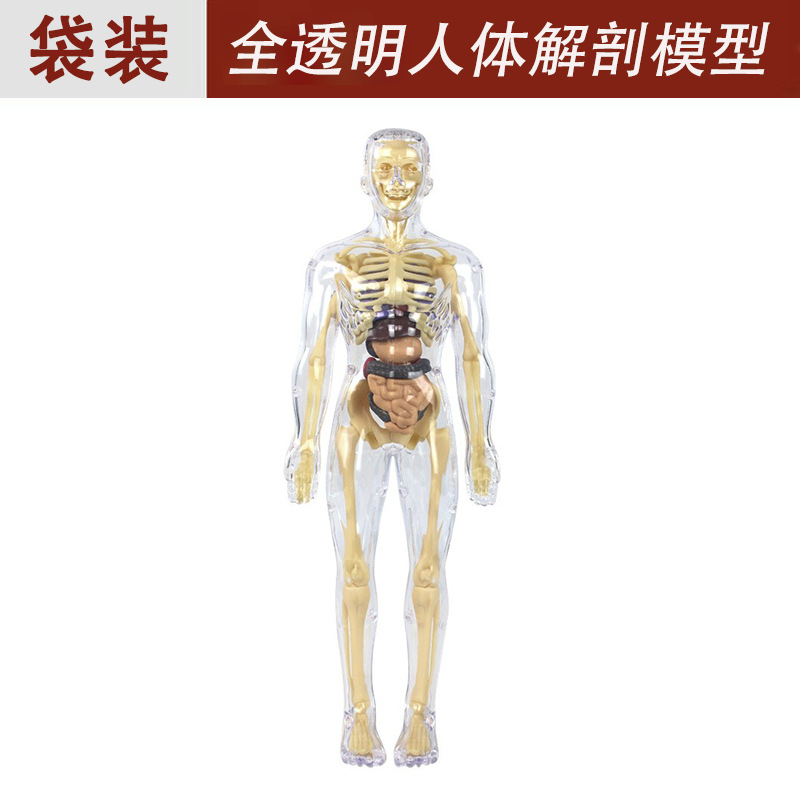 Modelo de estructura del cuerpo humano juguete para niños stem cognitivo ciencia y educación rompecabezas ensamblaje de órganos esqueleto esqueleto fabricante de estructura