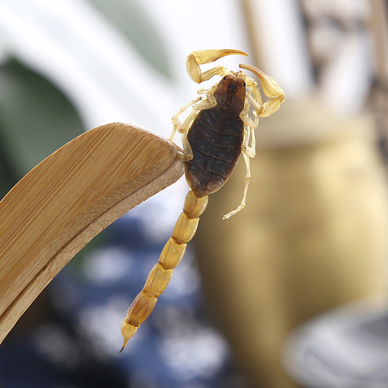 Clear Water Whole Scorpion Quan Xie 全蝎 Dried Whole Scorpion 100g Traditional Chinese Herb in use