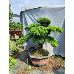 Fine Podocarpus Sapling Bonsai Old Pile Shape Large and Small Potted Green Plants Easy to Maintain in the Living Room and Courtyard of the Office