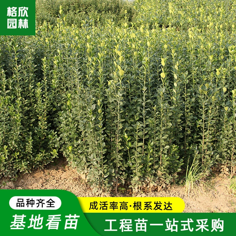Многолетний Самшит Хоккайдо Оптом Высокий 50 см полные спецификации Инженерная резка зеленых саженцев Самшит Хоккайдо