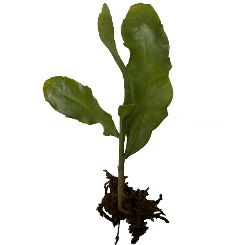 Растение эпифиллум в горшке с крупными листьями, цветочный бутон лунной красоты, малолистовое подвесное зеленое растение лотоса для внутреннего и наружного использования, рассада гибискуса, теневыносливое растение.