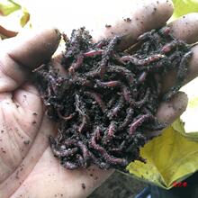 红蚯蚓活体鲫鱼野钓饵钓鱼大号蚯蚓活体红虫散装蚯蚓活饵盒装