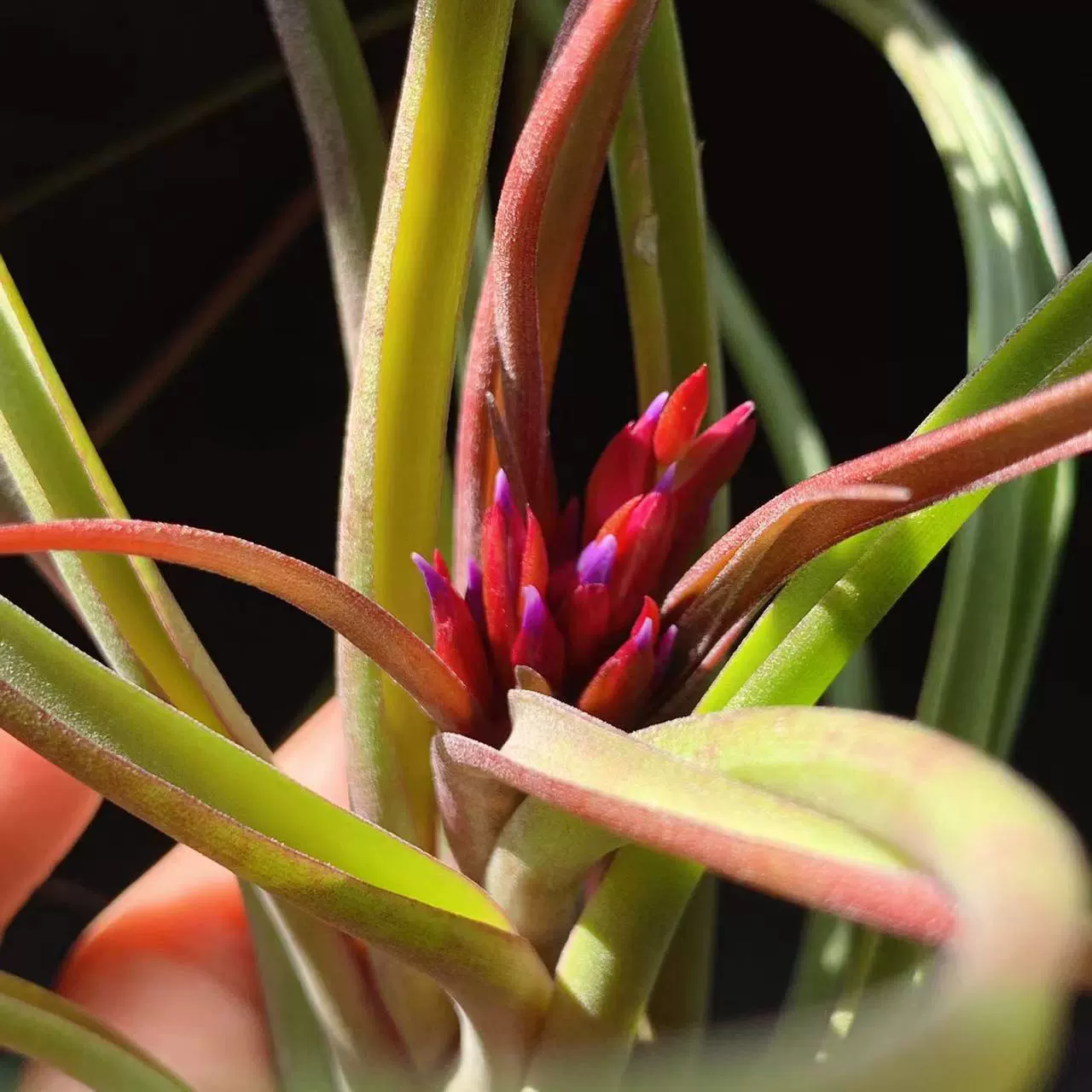 Орхидея Bird Rock Feisi, гибридная, с мелкими красными цветами, выращенная без почвы, редкий сорт, оптом напрямую от производителя