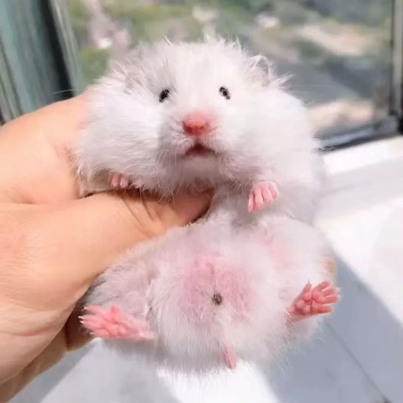 [【】]