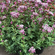 �����~���m ���������Rֲ�� �޸����� �̨ͥԺ�Gֲ���� ���B�ͺ�