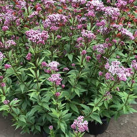 种子;其他园林植物;灌木