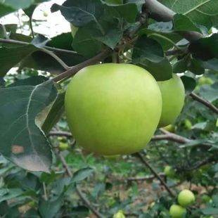 ������O�����rˮ����GС�O�������ЋD�����������]�G���O��