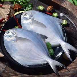 新鲜银鲳鱼海捕冷冻5条白鲳鱼平鱼鲳鳊鱼大鲳鱼非金鲳鱼海鲜水产