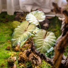 带根须蕨类植物手感野芋叶绿植假花热带雨林装饰森系造景