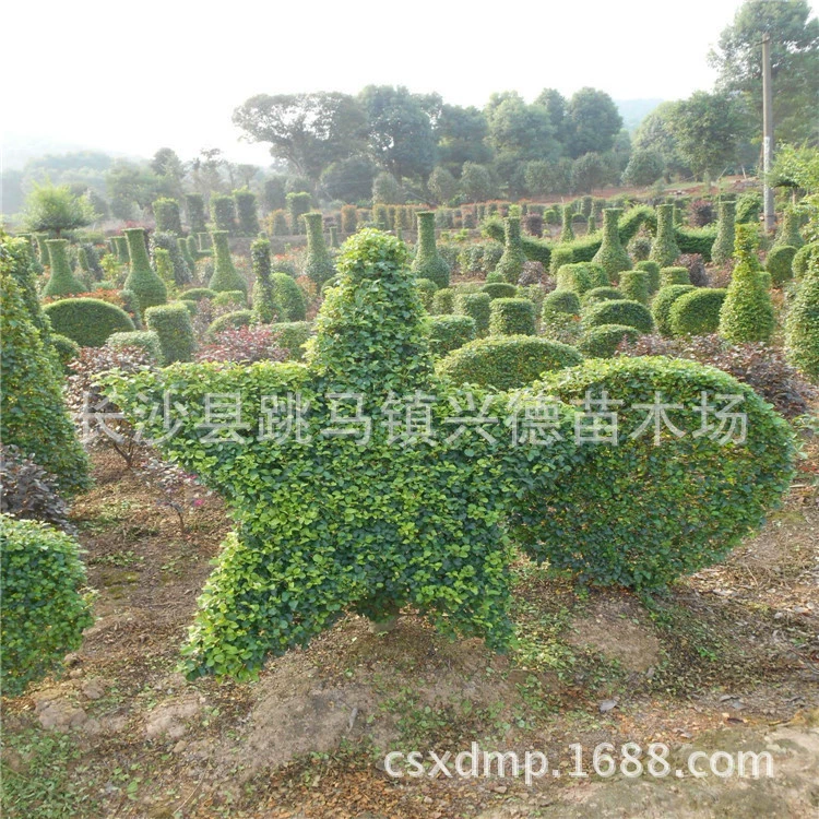 Оптовая продажа мелколистного лигуструма, шариков мелколистного лигуструма в форме Хунань, колоннчатых саженцев волосатой сирени, озеленение Чанша