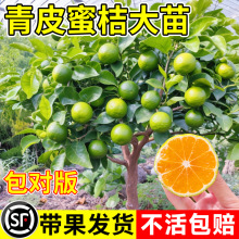 ��Ʒ�N��Ƥ�۽��� ����һ̖��������������� �޽ӟo���۽��Ә���