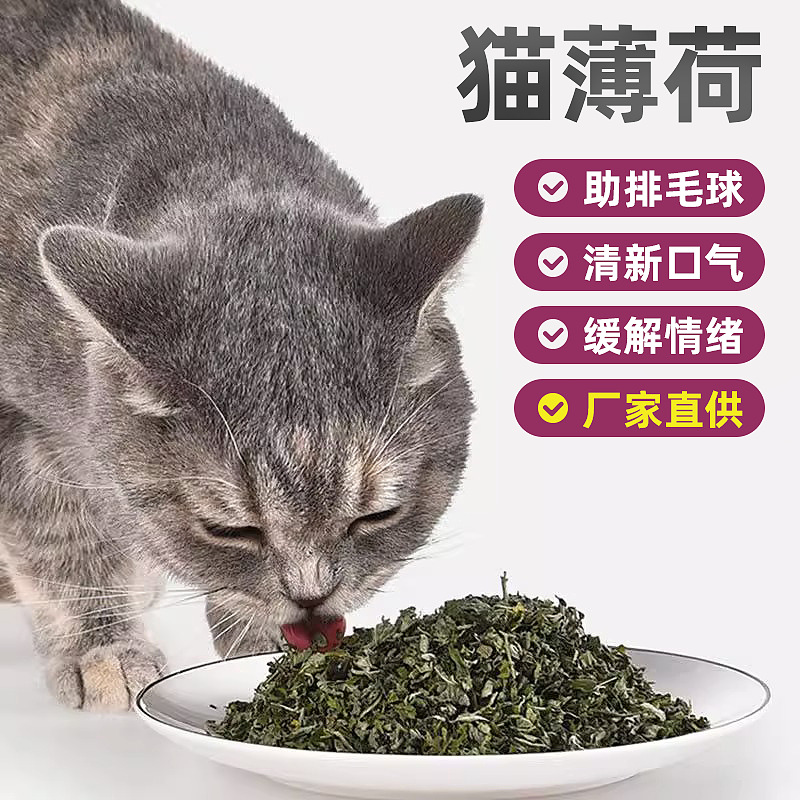 猫薄荷粉末猫零食批发零食猫咪猫草粒猫咪零食猫草宠物食品猫薄荷|ms