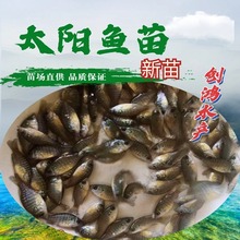 �����硿�{��̫��~�� �s��̫��~�� ���ܶ��Bֳ Ч���