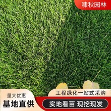 草坪马尼拉带泥土庭院别墅台湾草马尼拉草皮带土绿化四季青果岭草
