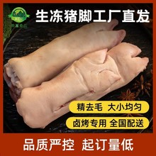 鲜冻猪蹄整只去毛干净无瘀血大小均匀纯干无冰烤猪蹄卤味连锁专用