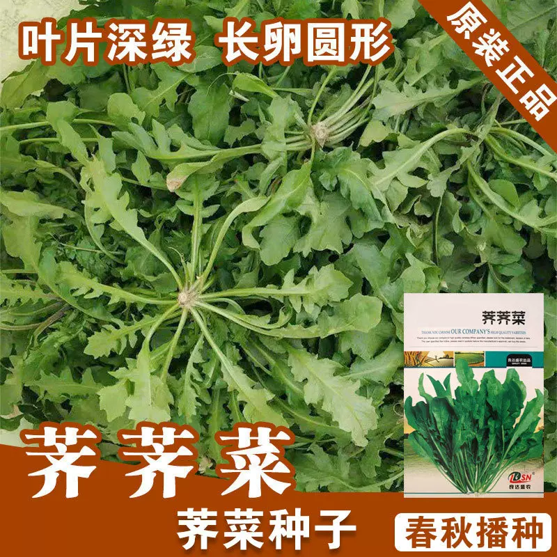 荠菜种子荠菜籽荠荠菜种籽蔬菜种子批发菜种菜籽种子公司
